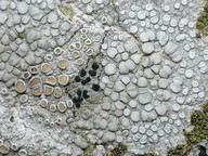 Lecanora carpinea