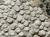 Lecanora carpinea