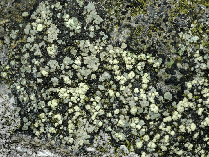 Lecanora soralifera