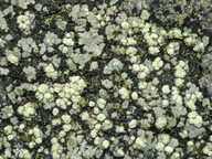 Lecanora soralifera