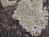 Lecanora albescens