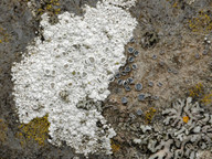 Lecanora albescens