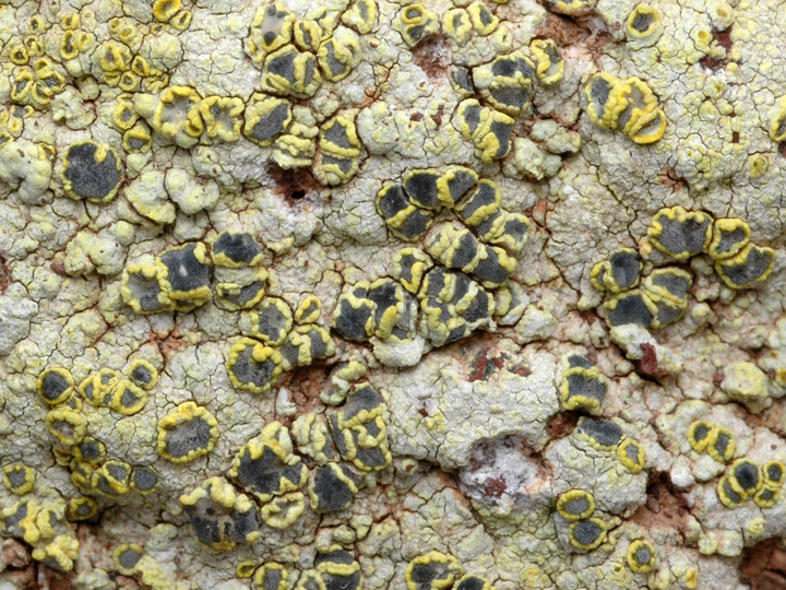 Lecanora sulphurella