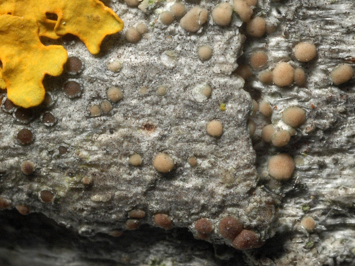 Lecanora sambuci