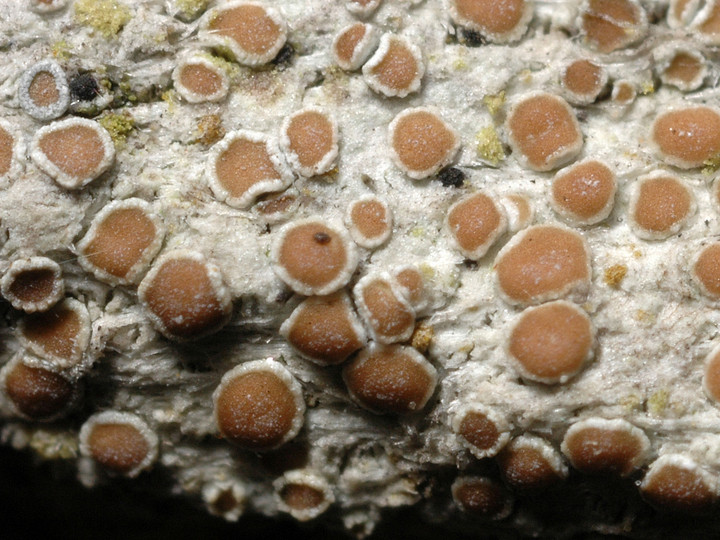 Lecanora hagenii