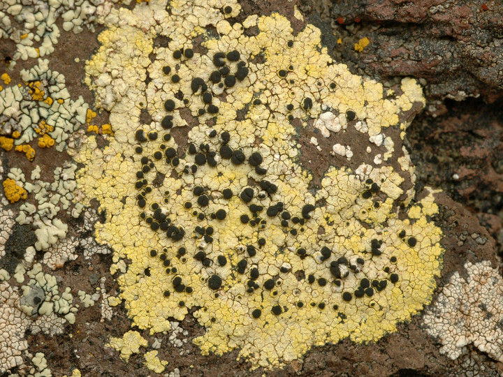 Lecanora sulphurella