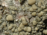 Lecanora symmicta