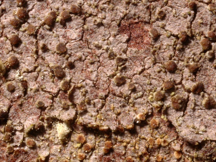 Lecanora hypoptella