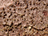 Lecanora hypoptella