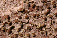 Lecanora hypoptella