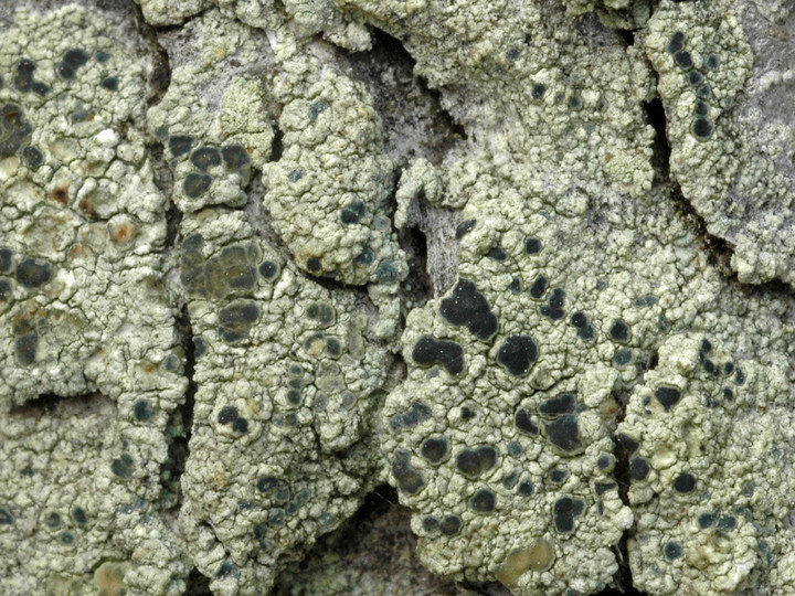 Lecanora confusa