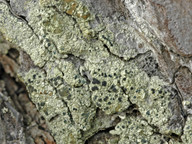 Lecanora confusa