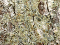 Lecanora sublivescens