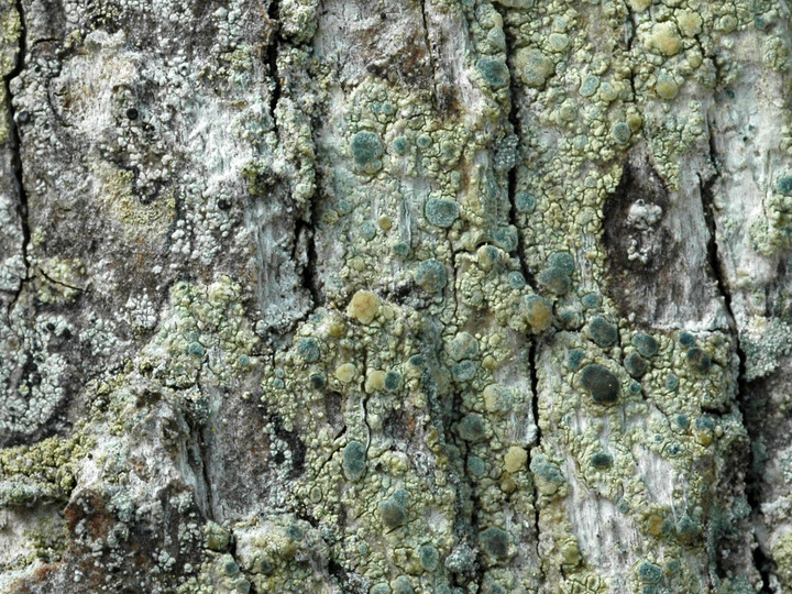 Lecanora sublivescens