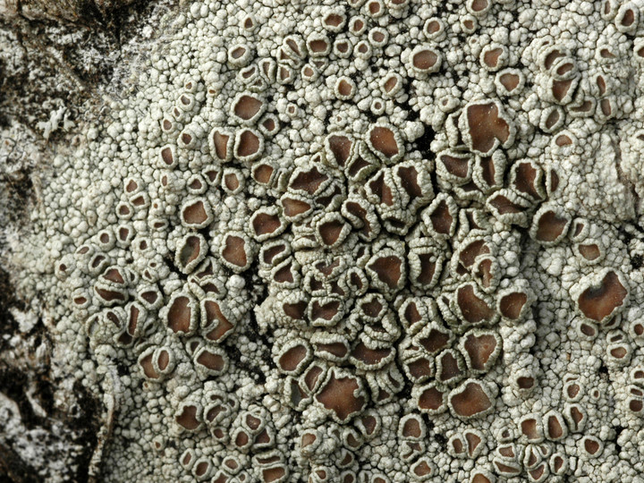 Lecanora rugosella