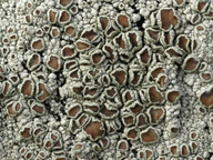 Lecanora rugosella