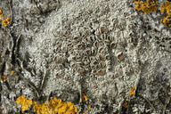 Lecanora rugosella