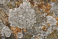 Lecanora albescens