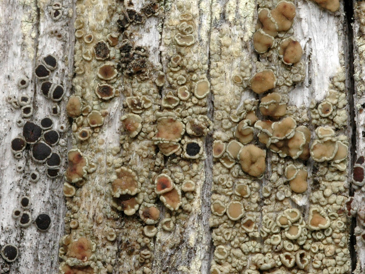 Lecanora varia