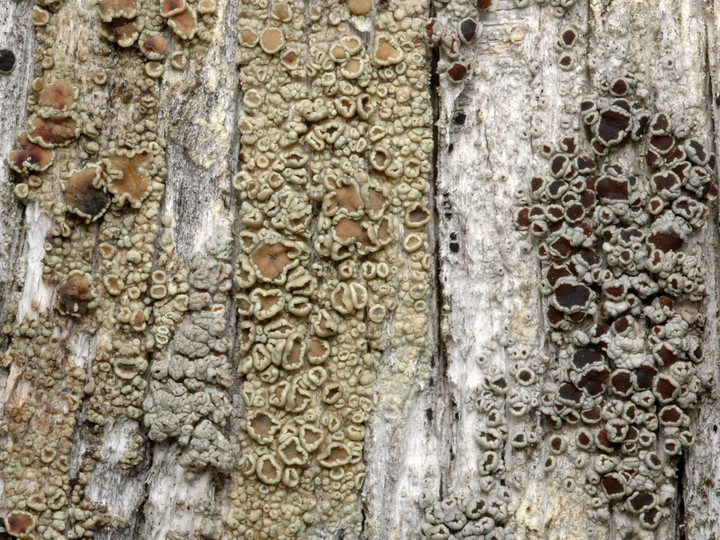 Lecanora varia