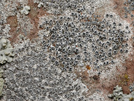 Lecanora crenulata