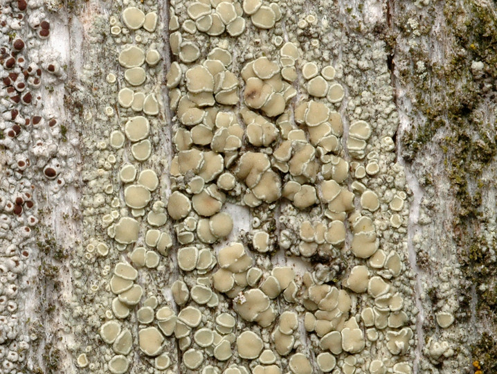 Lecanora varia