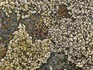 Lecanora soralifera