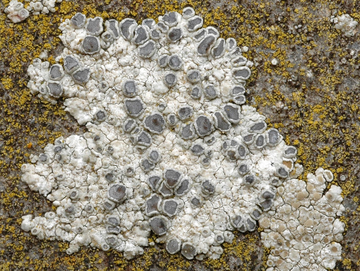 Lecanora albescens