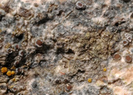 Lecanora sambuci