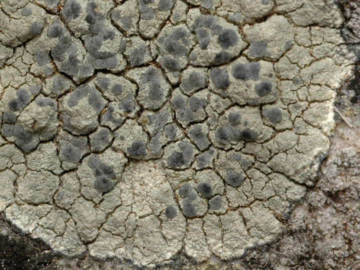 Lecanora sulphurea