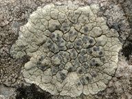 Lecanora sulphurea