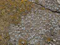 Lecanora crenulata