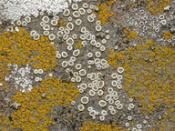 Lecanora dispersa