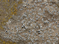 Lecanora crenulata