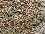 Lecanora cenisia