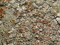 Lecanora cenisia