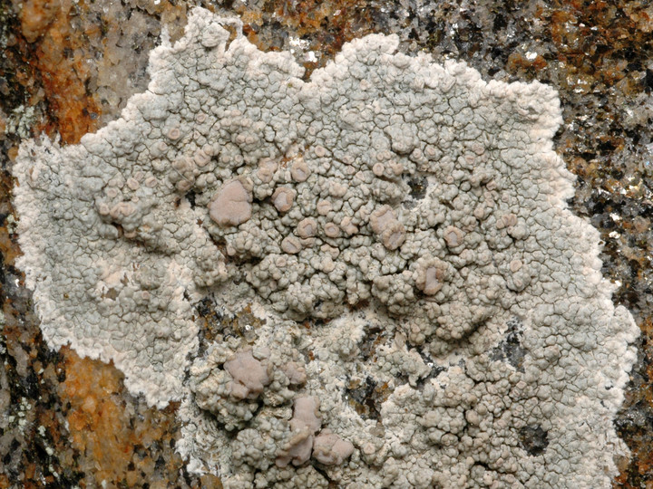 Lecanora subcarnea