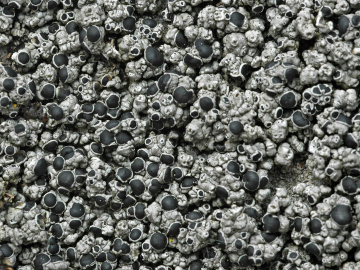 Lecanora gangaleoides