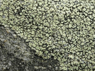 Lecanora soralifera