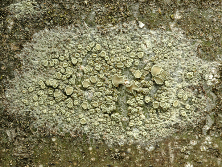 Lecanora varia