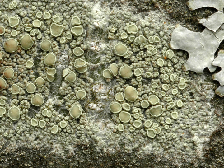 Lecanora varia