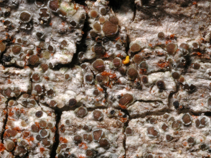 Lecanora sambuci