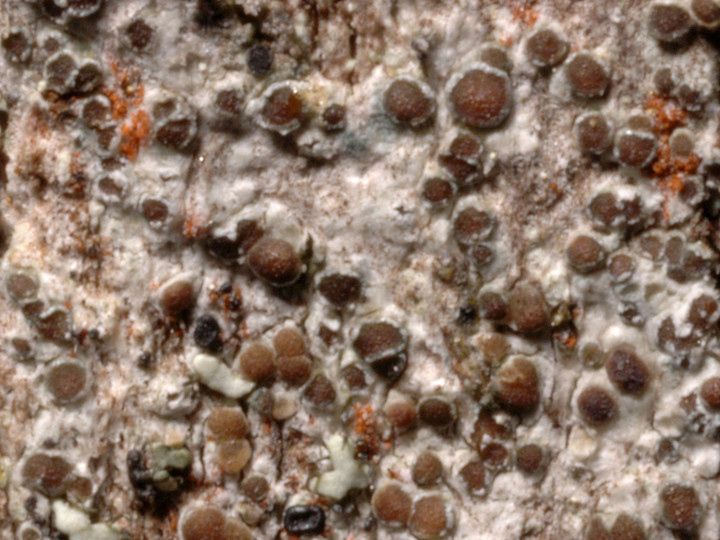 Lecanora sambuci