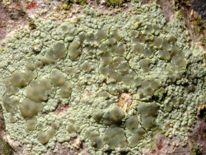 Lecanora symmicta