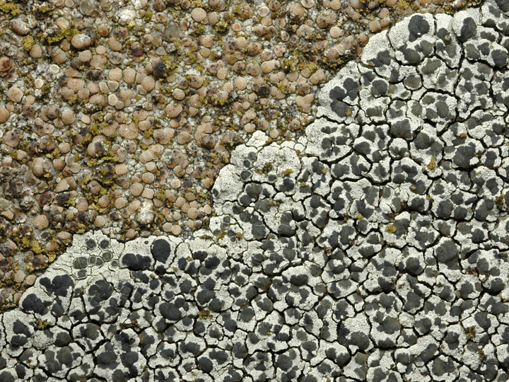 Lecanora intricata