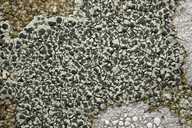 Lecanora intricata