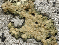 Lecanora polytropa