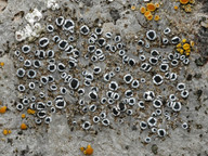 Lecanora crenulata