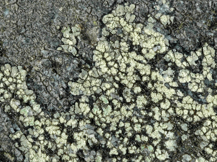 Lecanora soralifera