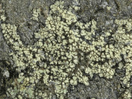 Lecanora soralifera